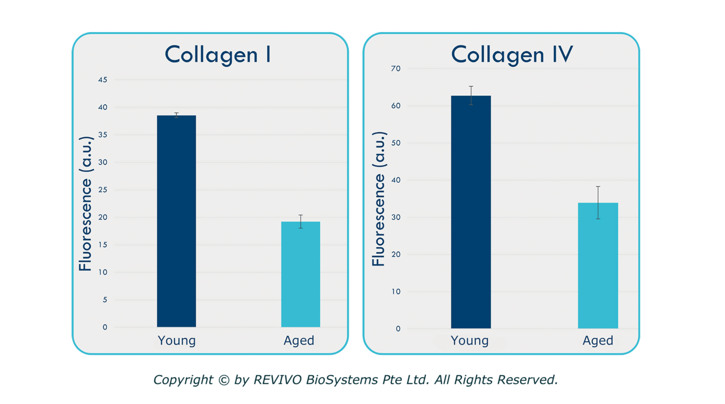 年代別老化皮膚モデル