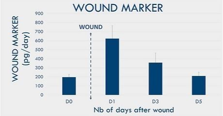 創傷治癒皮膚モデル